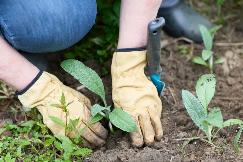 Grow Strong, Grow Veg: The Allotment Workout That's Outperforming Your Gym Membership