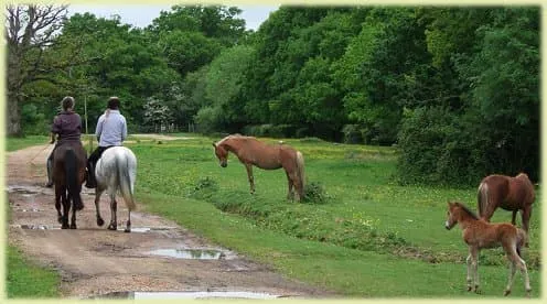 New Forest Riding School