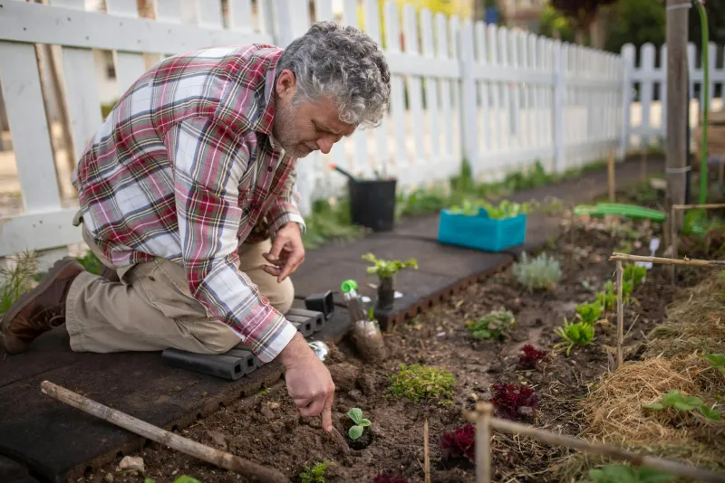 Grow Your Gains: Why Your Allotment Is Actually Britain's Best Hidden Gym