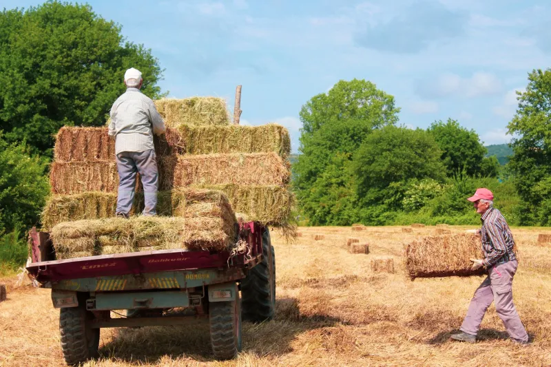 Mud, Muscle and Miles: The Brutal Leg Workout Hidden Inside British Farm Life